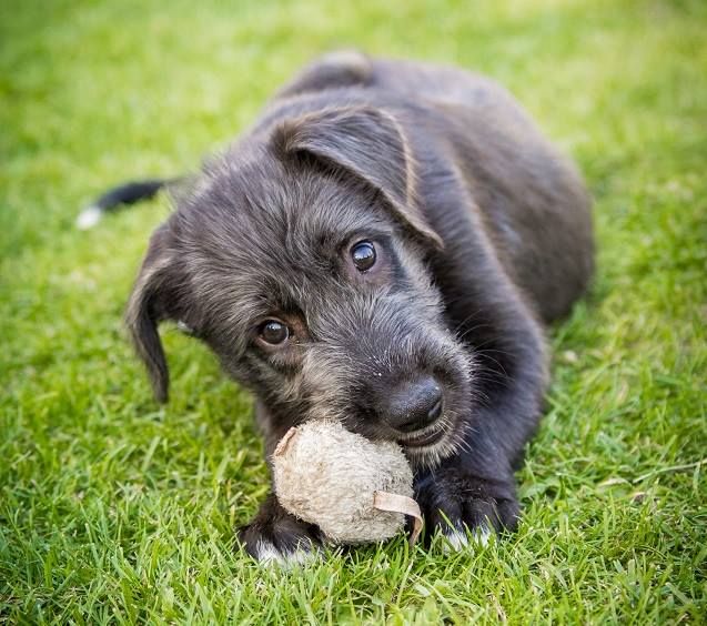 Irish wolfhound Annie mes Amis de Mafinns