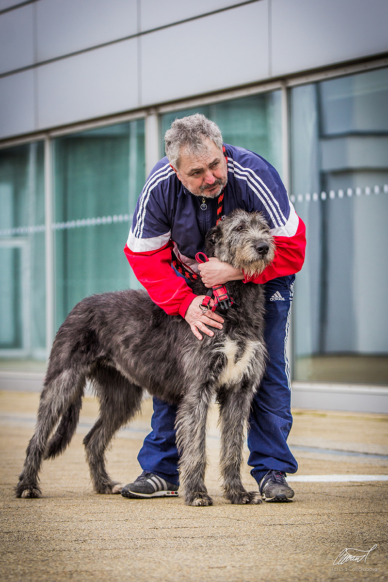 Irish wolfhound Annie mes Amis de Mafinns