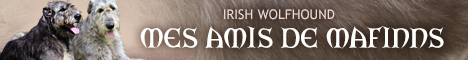 Irish wolfhound Mes amis de Mafinns