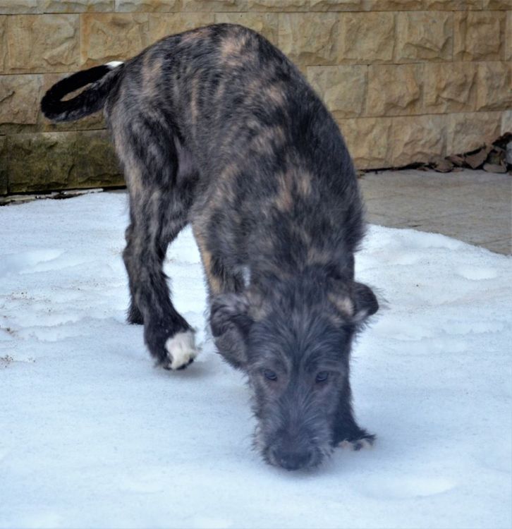 Irish Woldhound Bonnie mes Amis de Mafinns