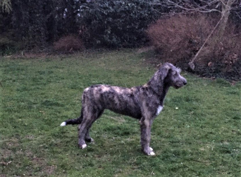 Irish Woldhound Bonnie mes Amis de Mafinns