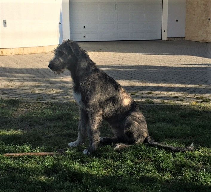 Irish Woldhound Bonnie mes Amis de Mafinns