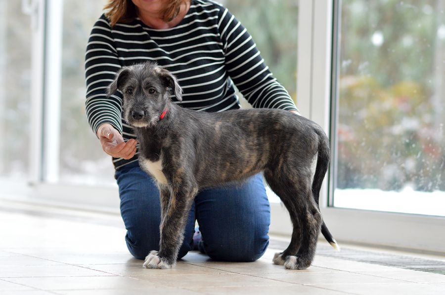 Irish Woldhound Bonnie mes Amis de Mafinns