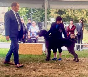 irish wolfhound FYNNON MES AMIS DE MAFINNS 