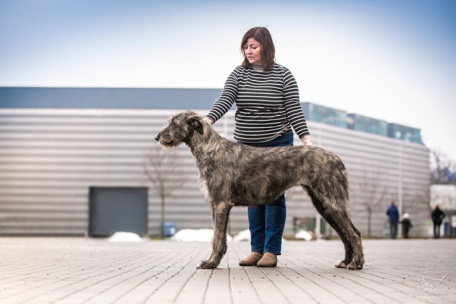 Irish Wolfhound Really Irish Haute Couture