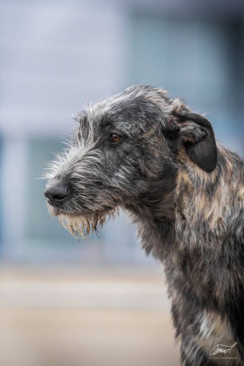 Irish Wolfhound Really Irish Haute Couture