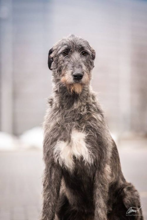 Irish Wolfhound Really Irish Haute Couture