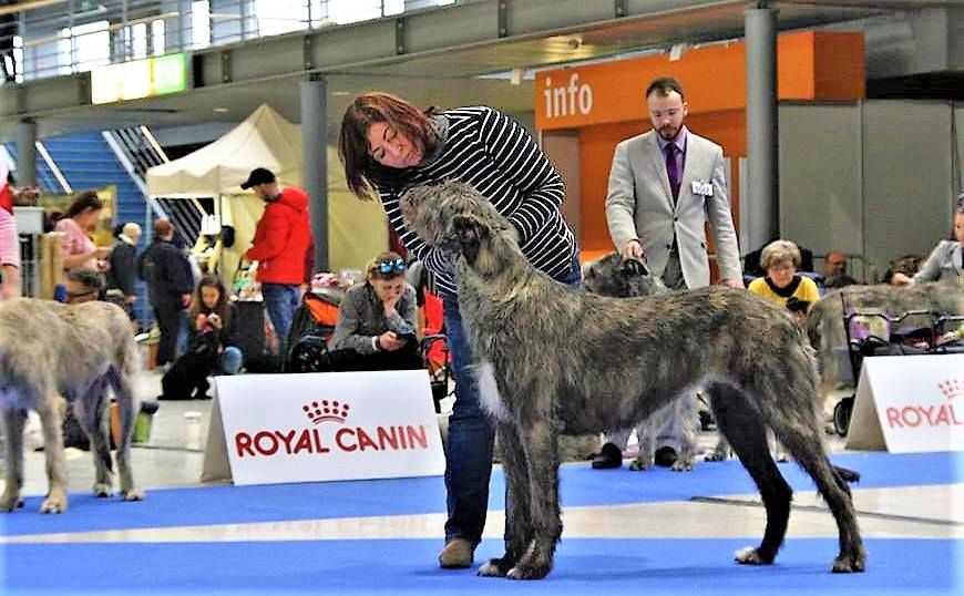 Irish Wolfhound Really Irish Haute Couture