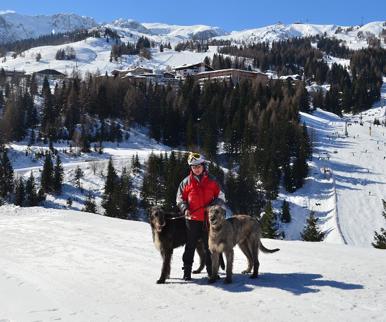 irish wolfhound breeder in the Czech Republic