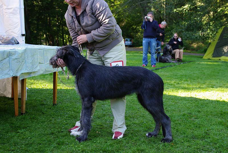 Irish wolfhound Mauro Paluduz