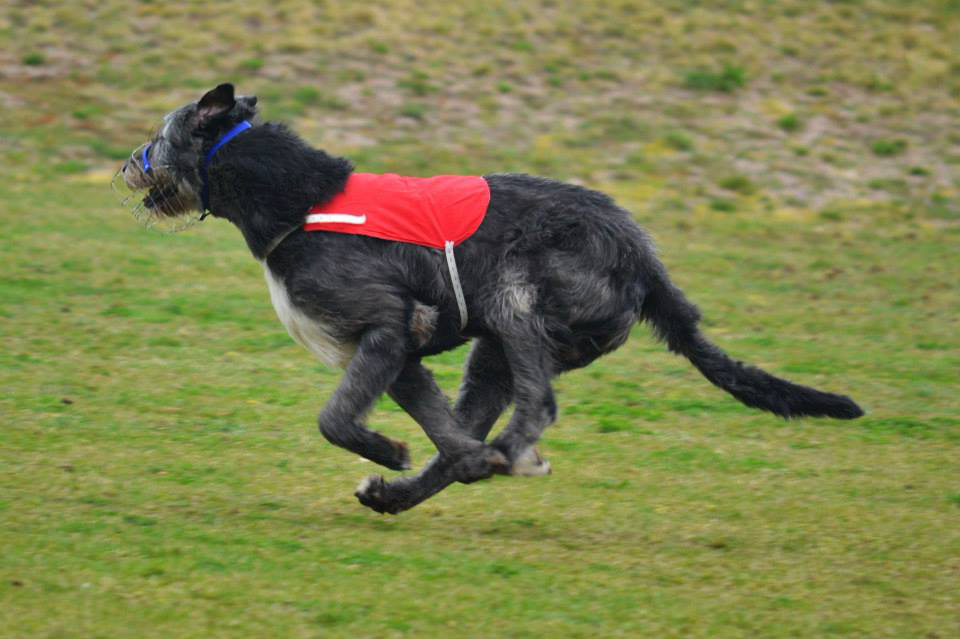 Irish wolfhound Mauro Paluduz