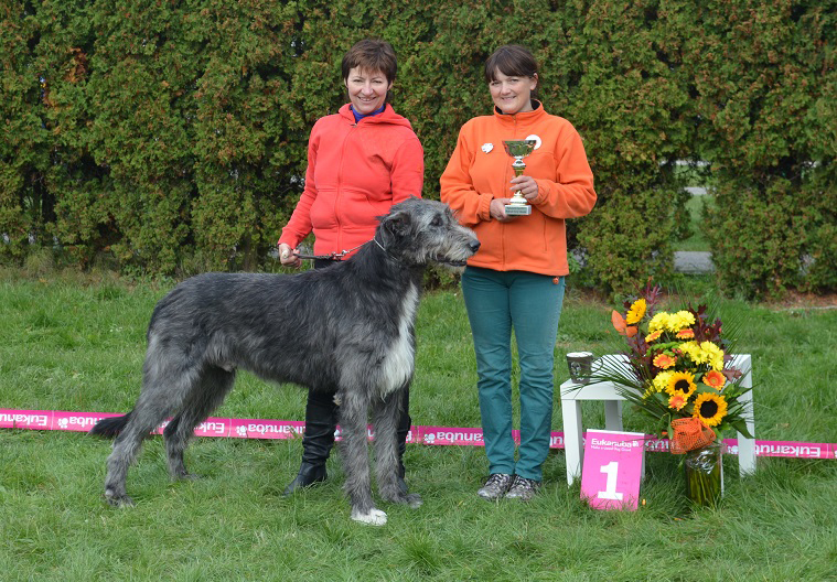 Irish wolfhound Mauro Paluduz