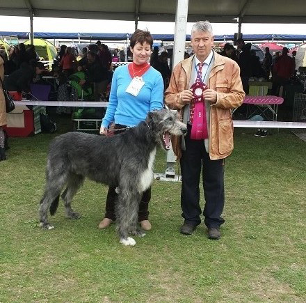 Irish wolfhound Mauro Paluduz