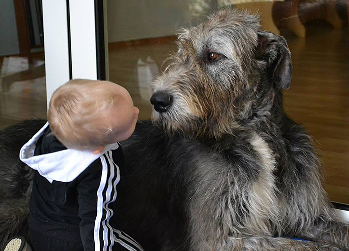 Irish wolfhound Mauro Paluduz