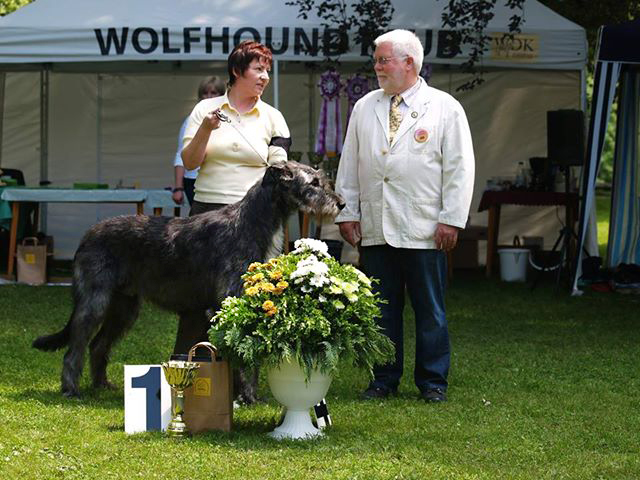 Irish wolfhound Mauro Paluduz