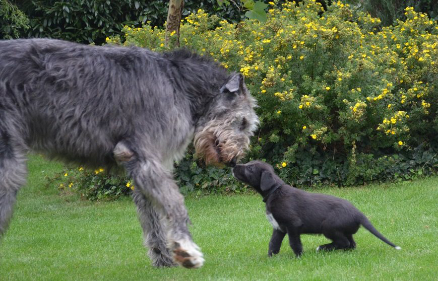 Irish wolfhound Mauro Paluduz