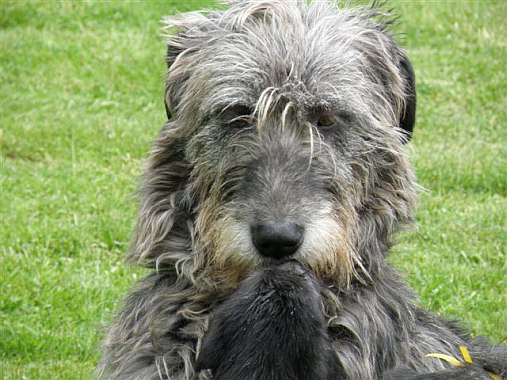 Irish wolfhound Mauro Paluduz