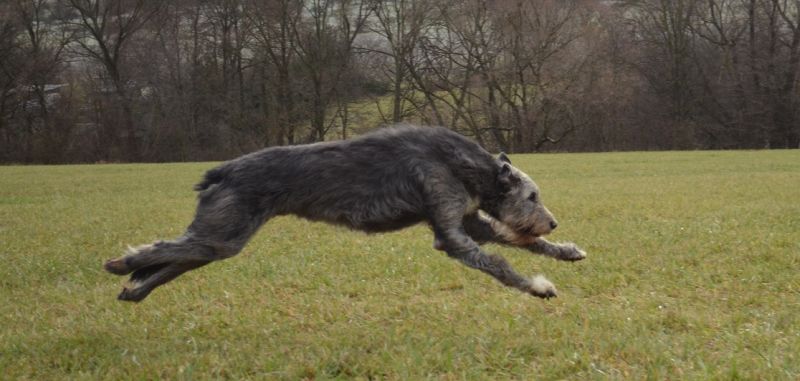 Irish wolfhound Mauro Paluduz