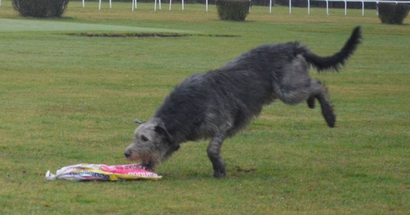 Irish wolfhound Mauro Paluduz