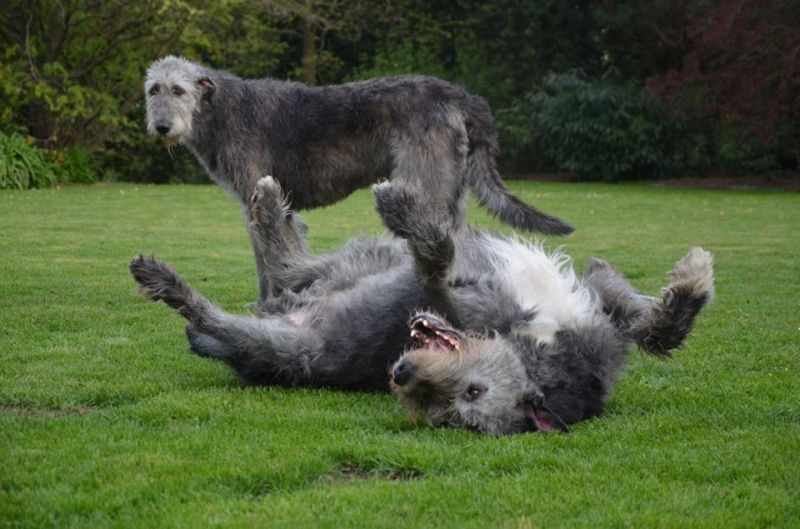 Irish wolfhound Mauro Paluduz