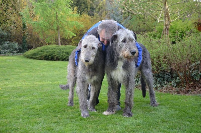 Irish wolfhound Mauro Paluduz