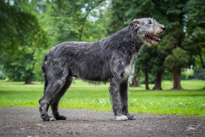 Irish wolfhound Mauro Paluduz