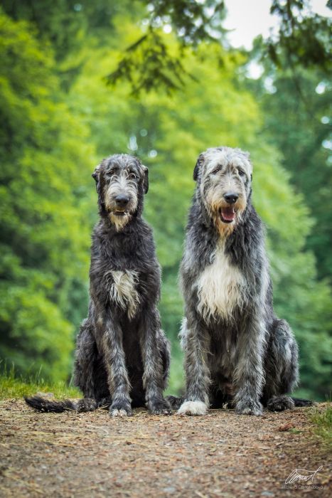 Irish wolfhound Mauro Paluduz