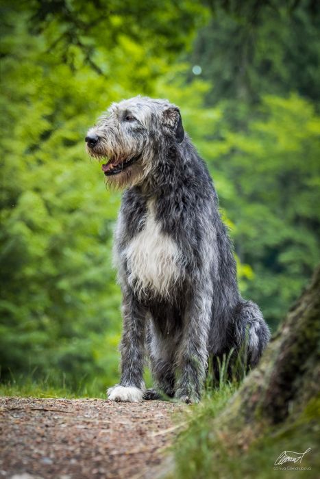 Irish wolfhound Mauro Paluduz