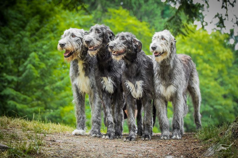 Irish wolfhound Mauro Paluduz
