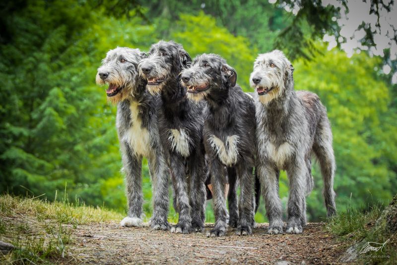 Irish wolfhound Mauro Paluduz