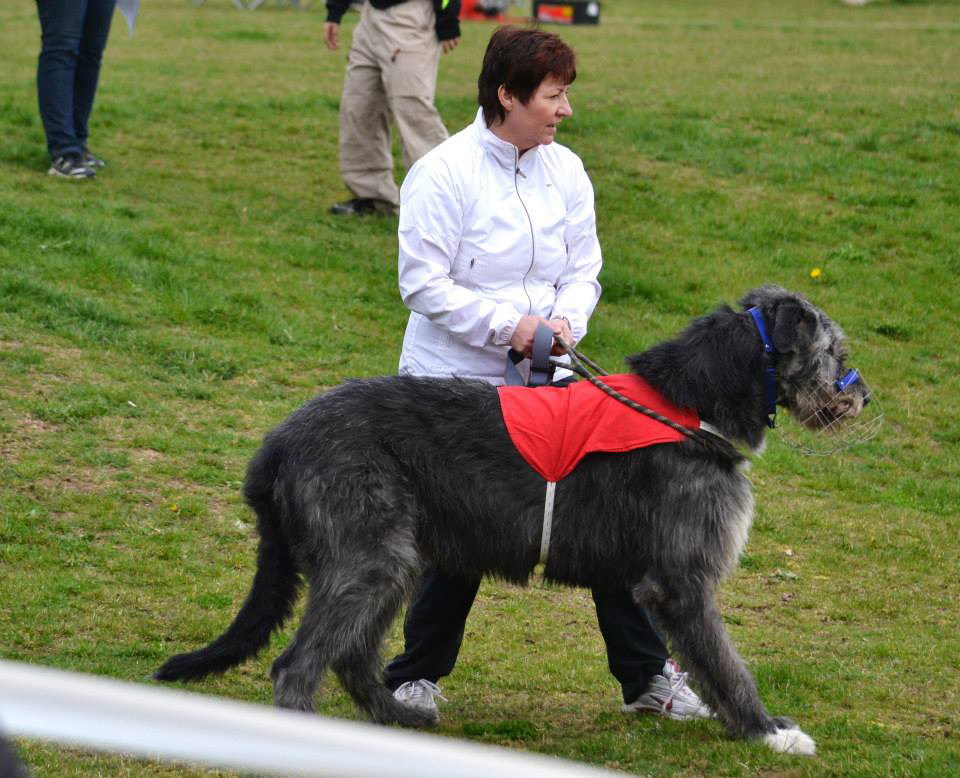 Irish wolfhound Mauro Paluduz