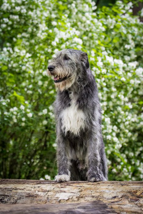 Irish wolfhound Mauro Paluduz