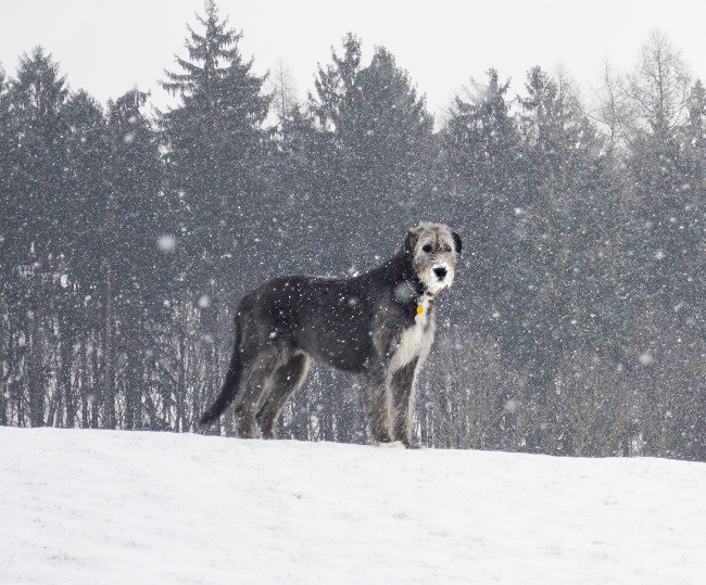 Irish wolfhound Mauro Paluduz