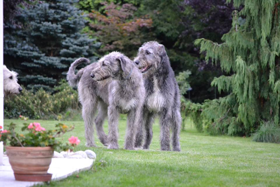 Irish wolfhound Mauro Paluduz