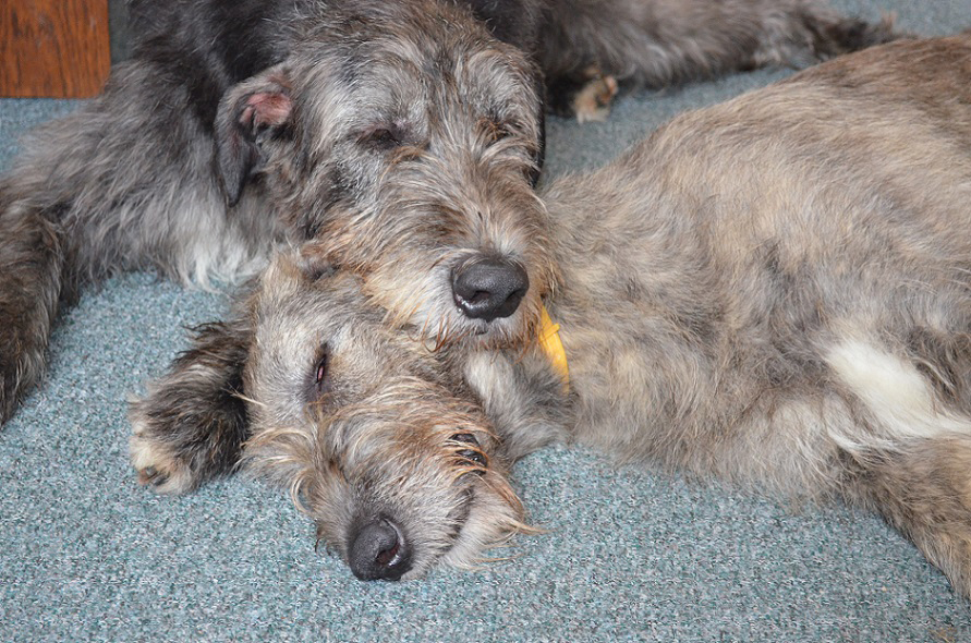 Irish wolfhound Mauro Paluduz