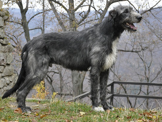 Irish wolfhound Mauro Paluduz