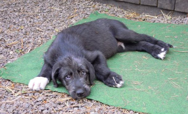 Irish wolfhound Mauro Paluduz