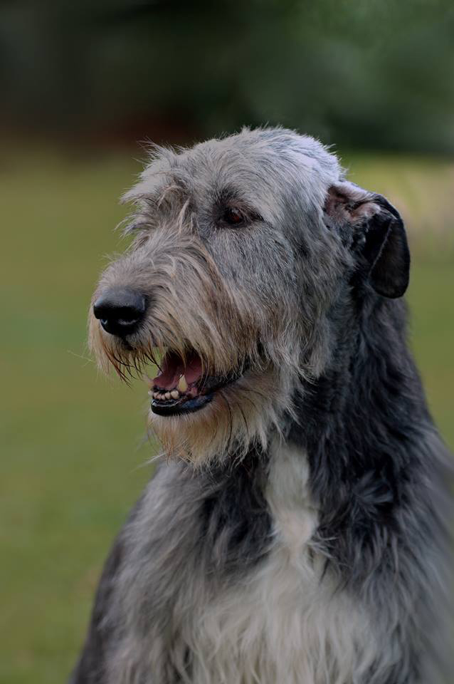 Irish wolfhound Mauro Paluduz