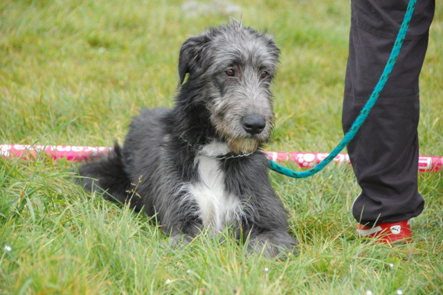 Irish wolfhound Mauro Paluduz