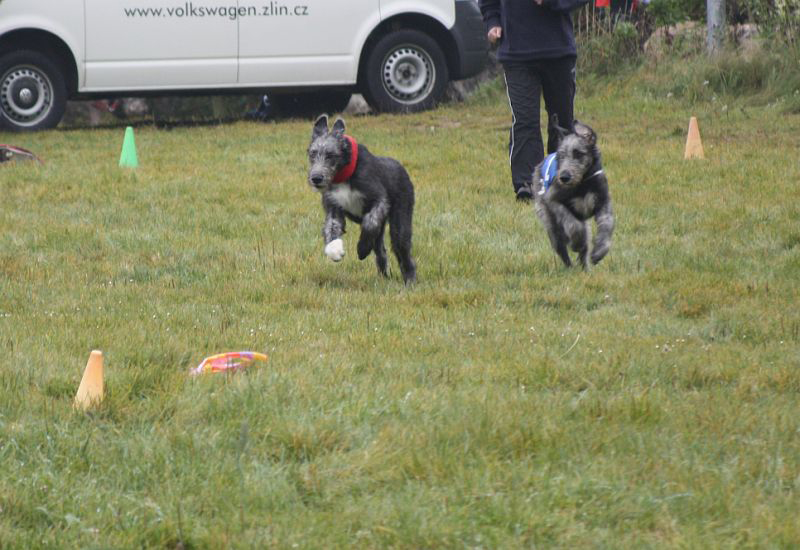 Irish wolfhound Mauro Paluduz