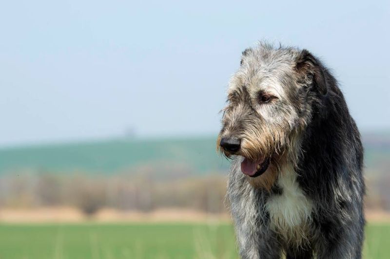 Irish wolfhound Mauro Paluduz