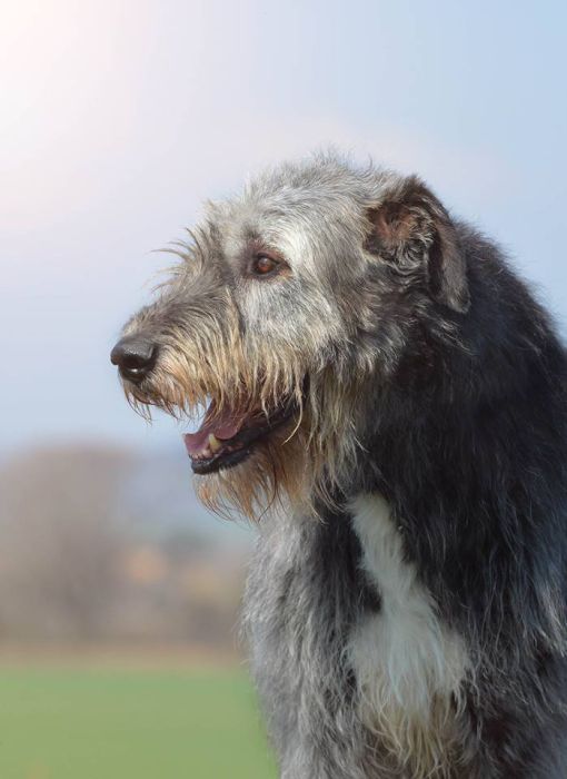 Irish wolfhound Mauro Paluduz