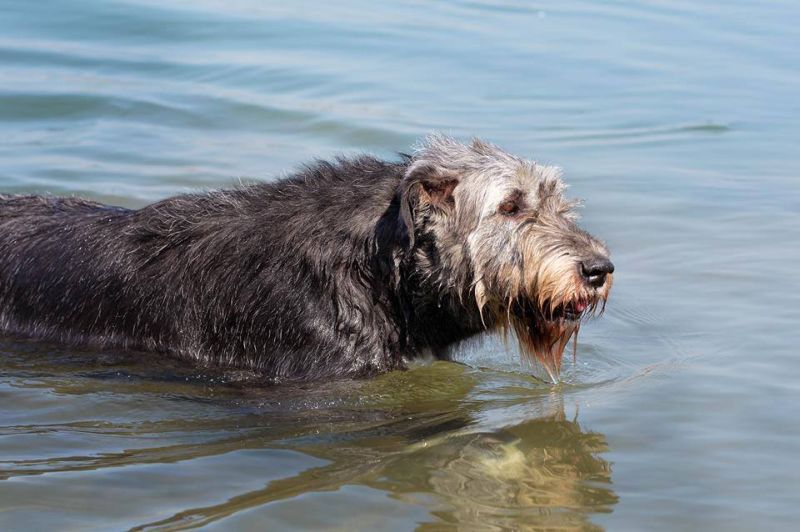 Irish wolfhound Mauro Paluduz