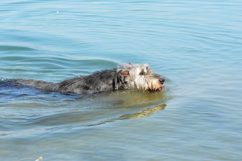 Irish wolfhound Mauro Paluduz