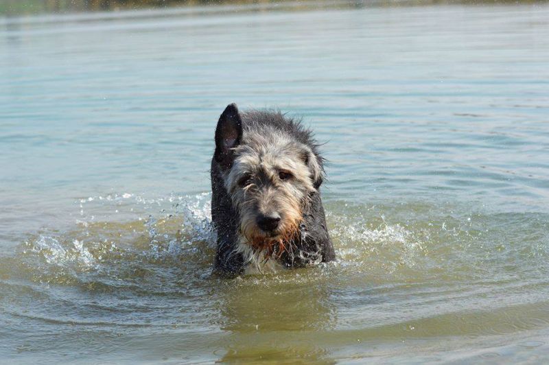 Irish wolfhound Mauro Paluduz