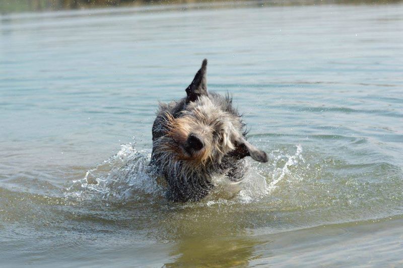 Irish wolfhound Mauro Paluduz