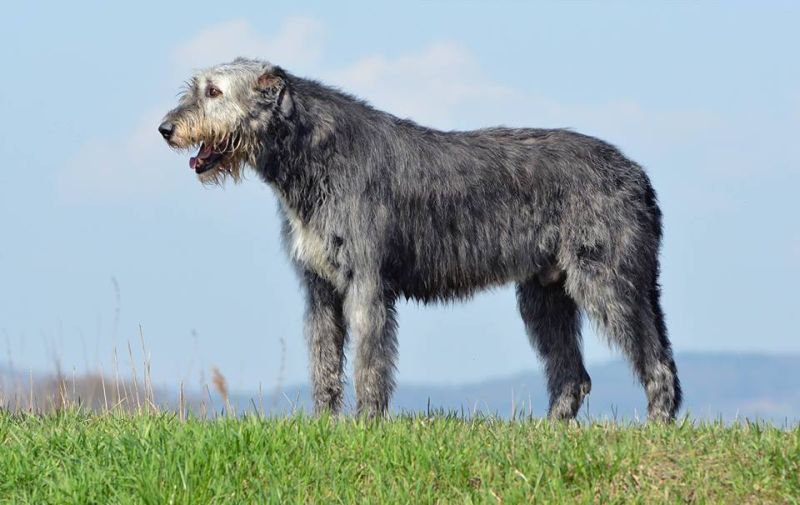 Irish wolfhound Mauro Paluduz