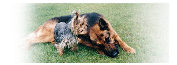 Irsk Vlkodav - Irish wolfhound