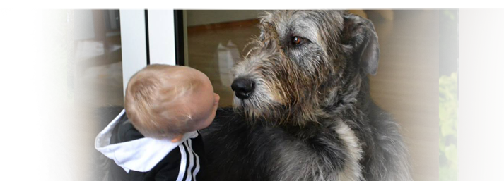 Irsk Vlkodav - Irish wolfhound