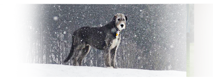 Irsk Vlkodav - Irish wolfhound